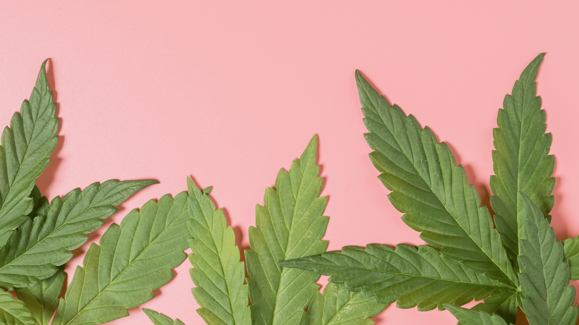 Cannabis leaves on pink background