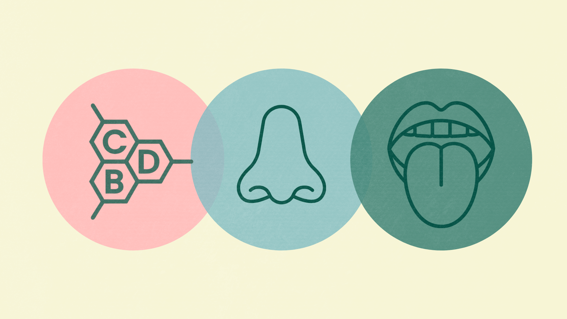 CBD molecule nose taste sensory illustration