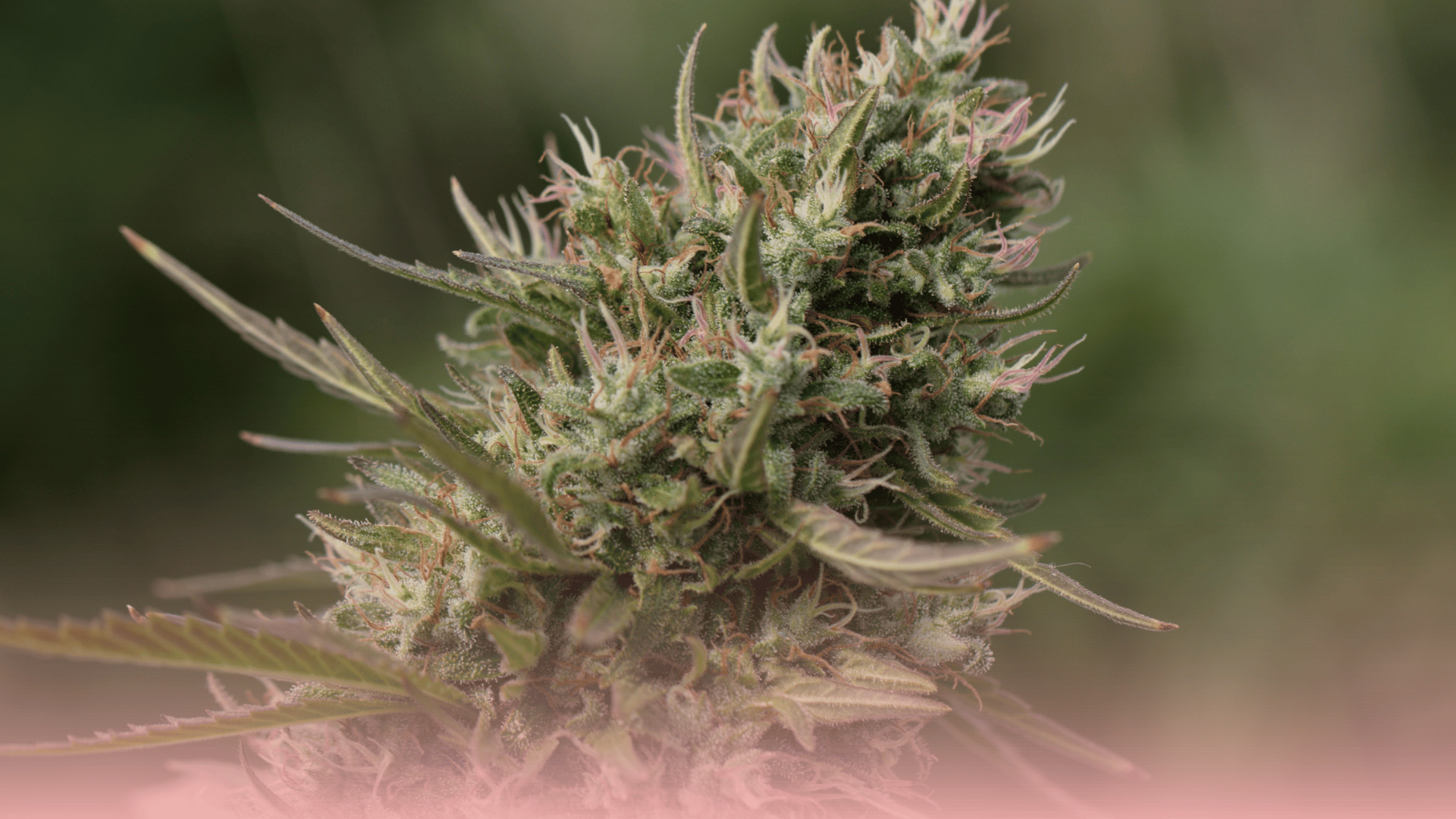 Close up cannabis plant bud with trichomes