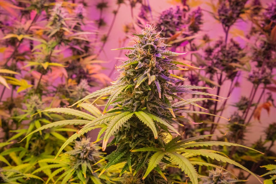 Cannabis plants in indoor grow setup