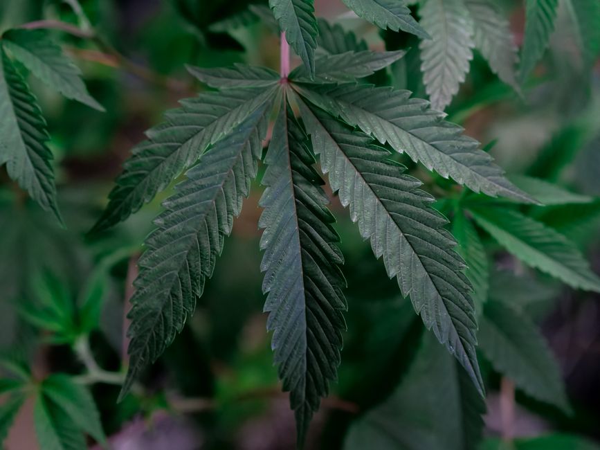 Cannabis plant leaf close-up green foliage