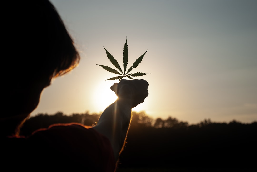 Hand holding cannabis leaf at sunset