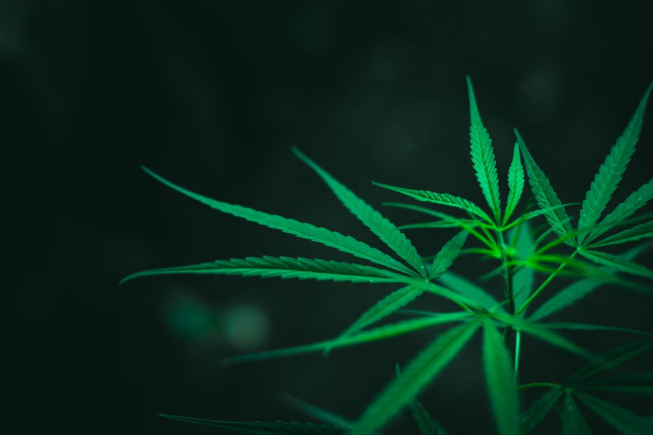 Cannabis plant leaves on dark background