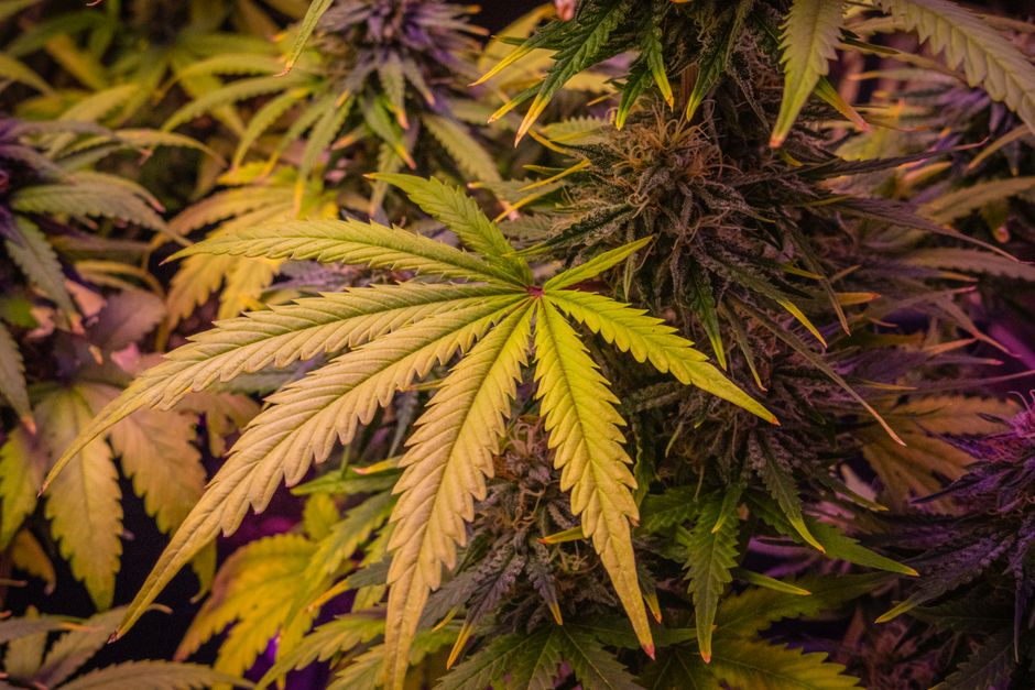 Cannabis plant leaves and buds closeup