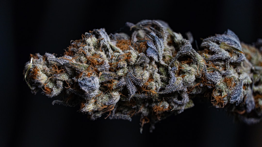 Close-up frosty cannabis bud with trichomes