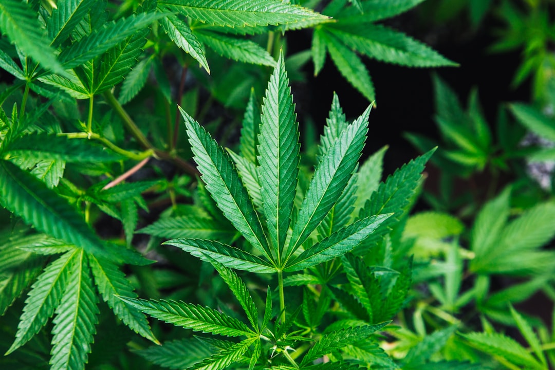 Cannabis plant leaves close up green