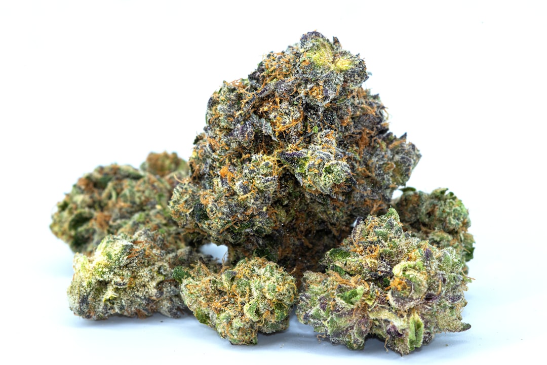 Cannabis buds closeup on white background