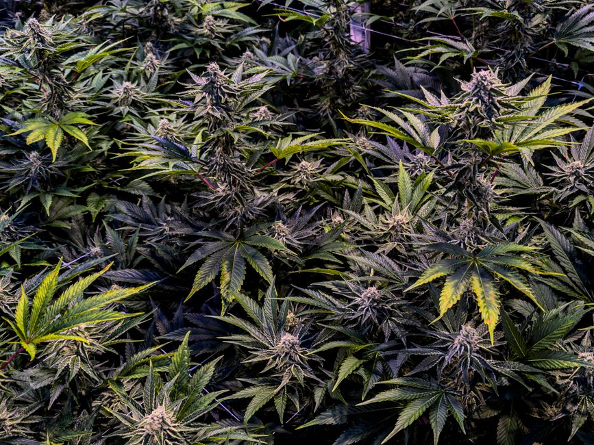 Indoor cannabis plants growing dense and healthy