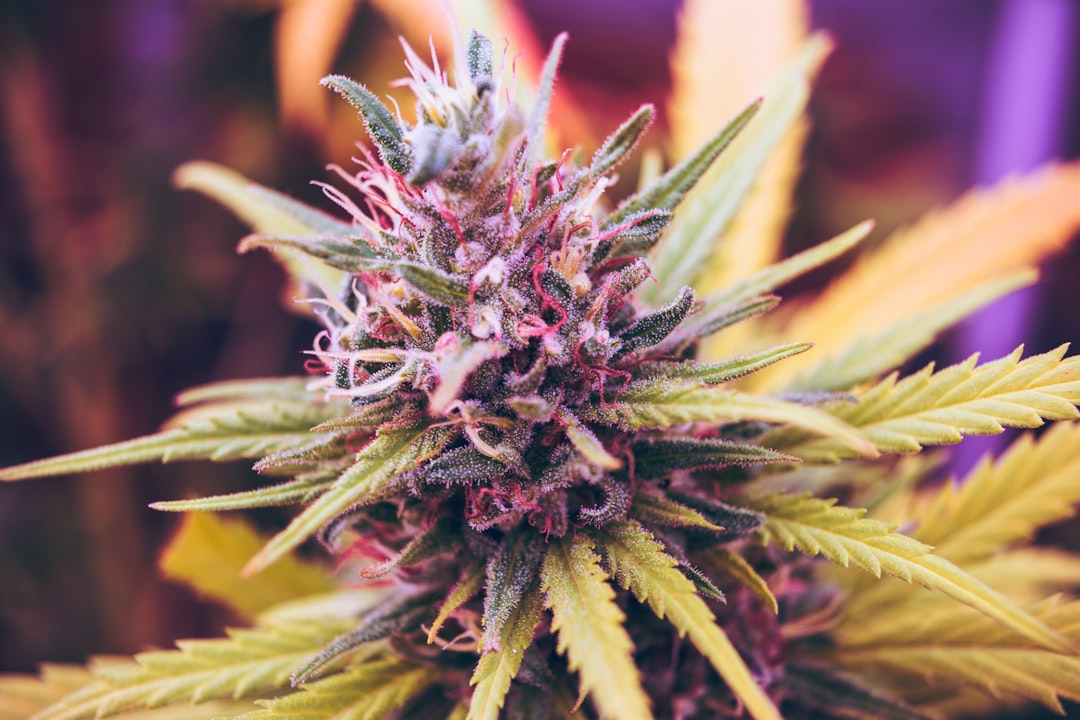 Closeup cannabis plant bud with trichomes