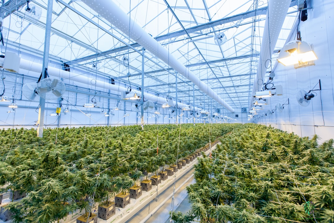 Commercial cannabis cultivation indoor greenhouse facility
