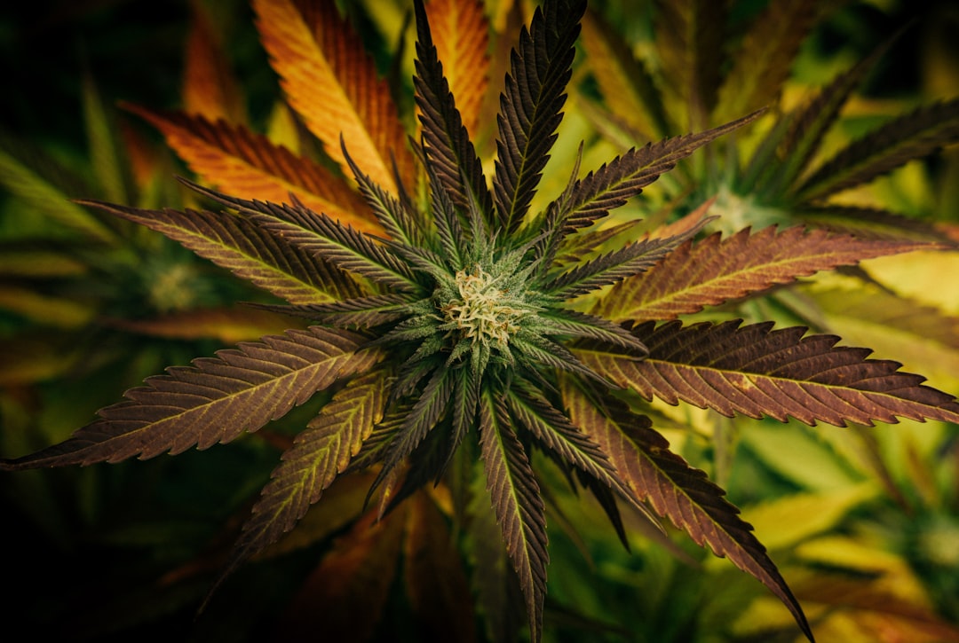 Top view of cannabis leaves and bud
