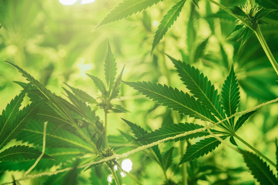 Closeup green cannabis leaves with sunlight