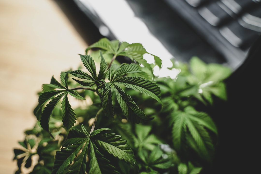Green cannabis leaves in natural light