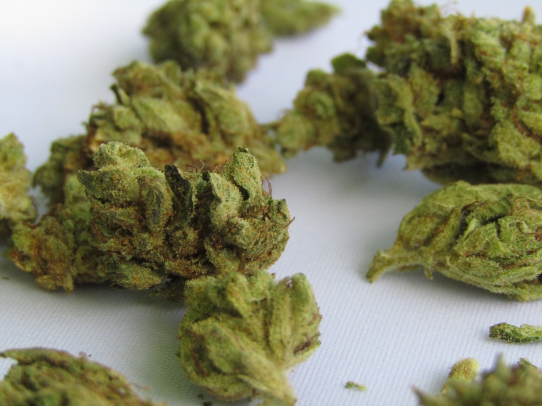 Cannabis buds close up on white background