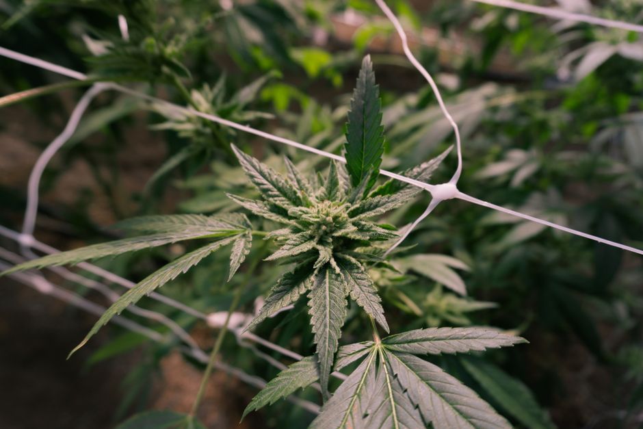 Cannabis plant growing in indoor cultivation setup