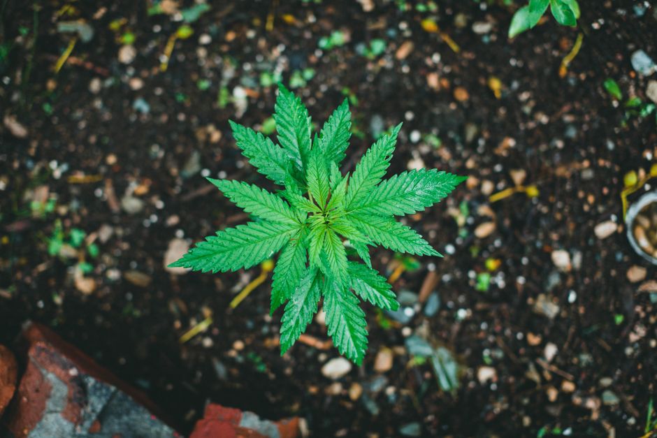 Cannabis plant growing in soil outdoors
