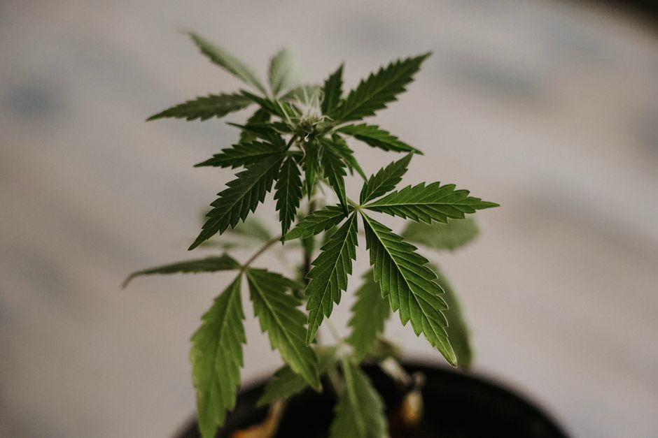 Small cannabis plant with green leaves