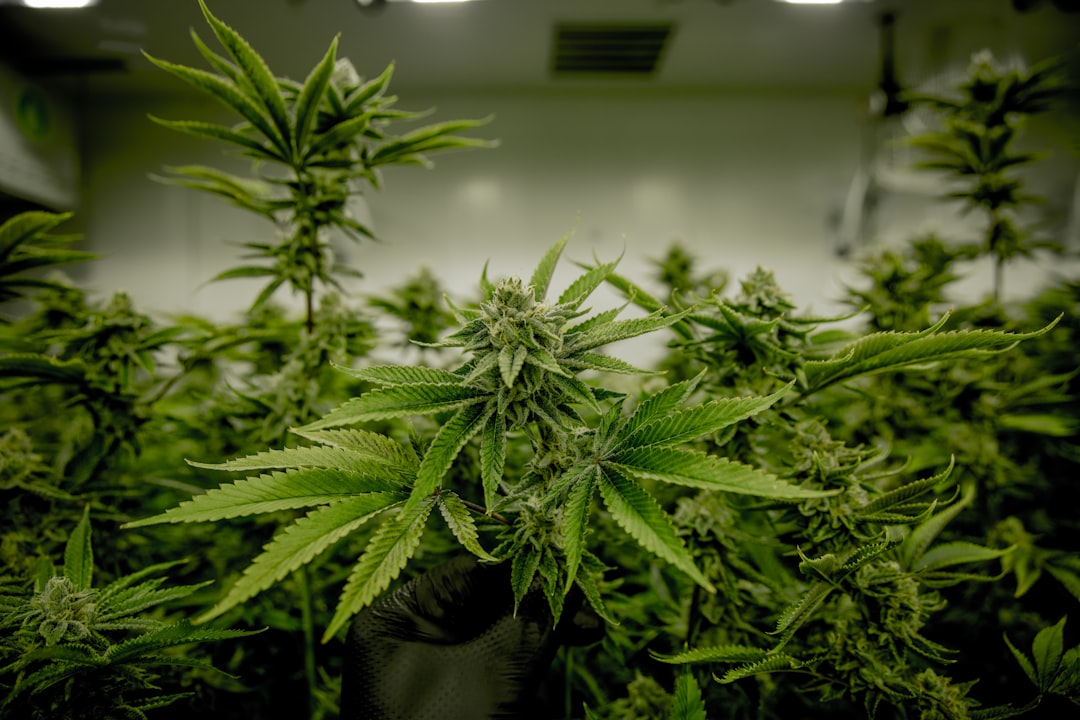Hand holding mature cannabis plant indoors