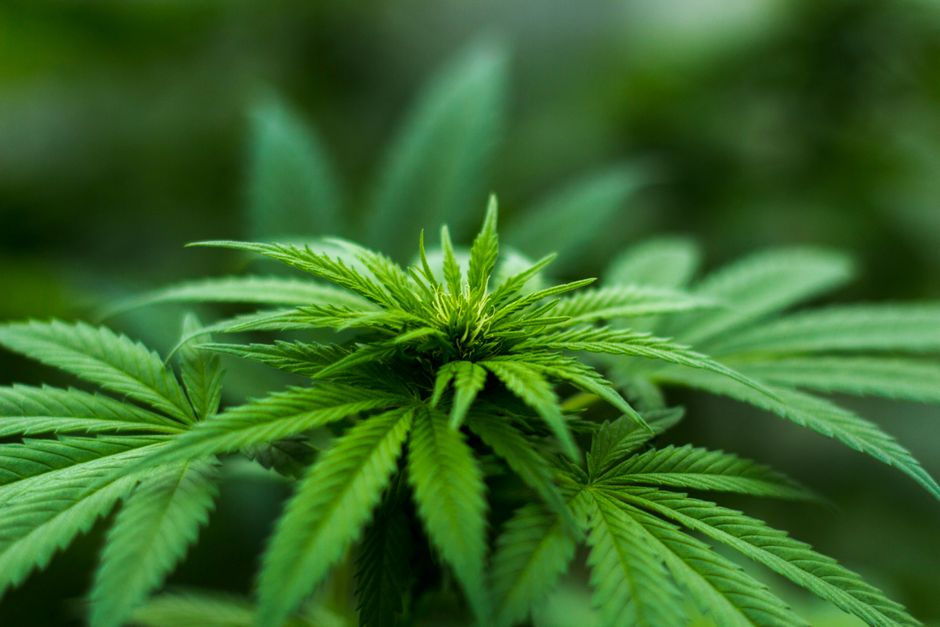 Green cannabis plant leaves in focus