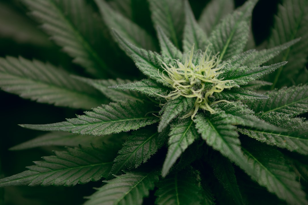 Green cannabis plant with detailed leaves