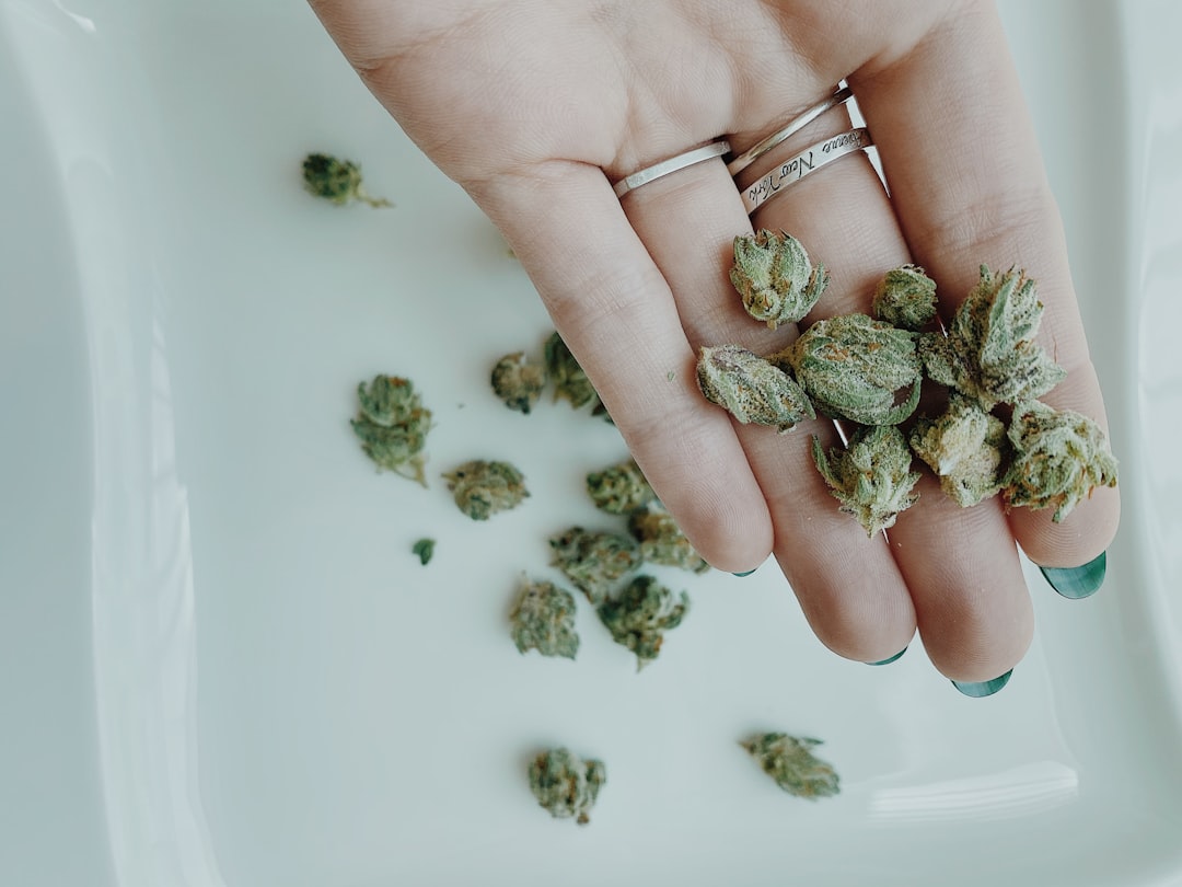 Person holding small cannabis buds over plate