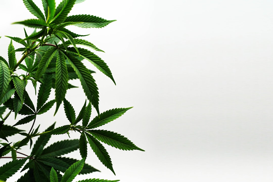 Green cannabis leaves on white background