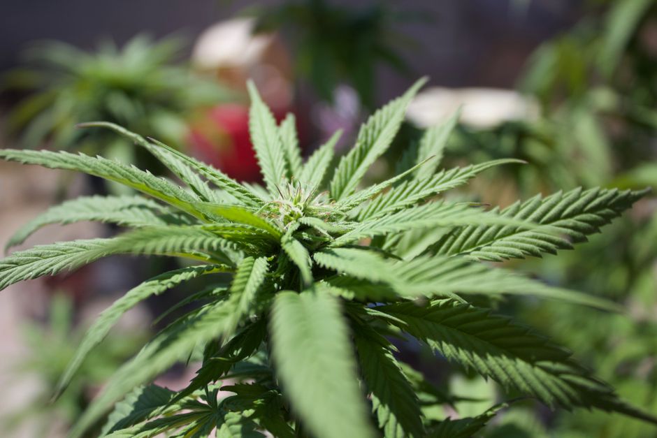 Green cannabis plant leaves in sunlight