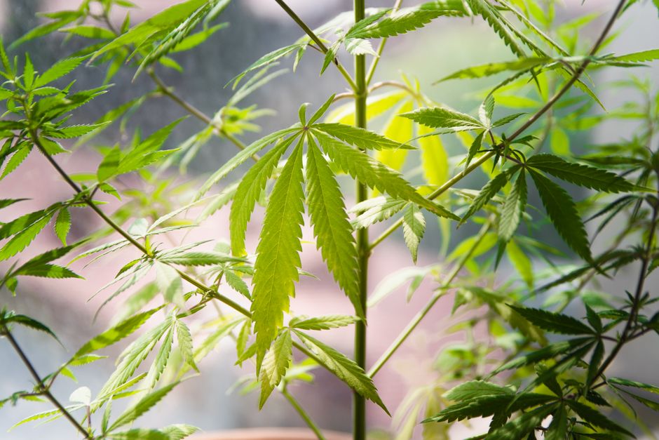 Close up of green cannabis leaves