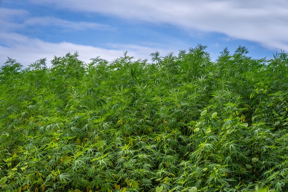 Lush green hemp plants with blue sky